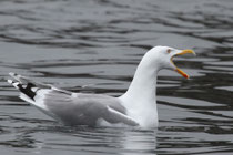 Syltefjord (Norwegen)