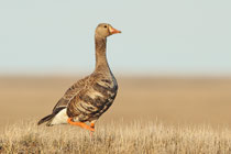 Barrow, Alaska (USA)