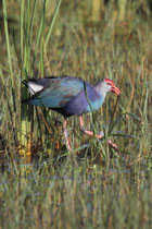 Kalametiya (Sri Lanka)
