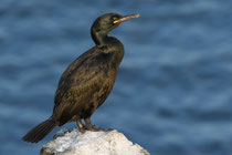 Snæfellsnes (Island)