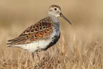 Barrow, Alaska (USA) - ssp. arcticola
