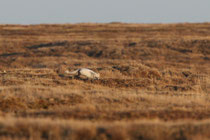 Barrow, Alaska (USA)