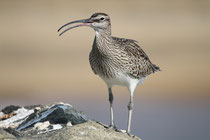 Regenbrachvogel