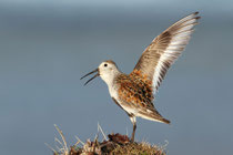 Barrow, Alaska (USA) - ssp. arcticola