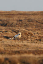 Barrow, Alaska (USA)
