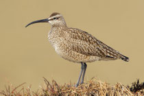Husdonbrachvogel