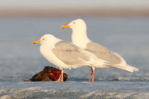 Barrow (Alaska)