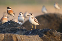 Negombo (Sri Lanka) - ssp. leschenaultii