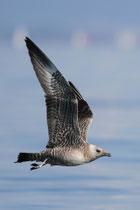 Romanshorn (Schweiz) - helle Morphe