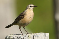 Bergpieper