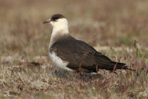 Snæfellsnes (Island)