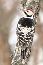 Nemuro (Japan) - ssp. subcirris