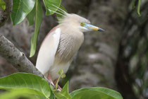 Kalametiya (Sri Lanka)