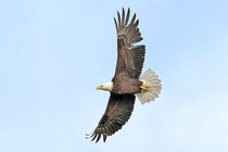 Weisskopfseeadler