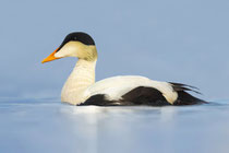 Barrow, Alaska (USA) - ssp. Pacific Common Eider, Somateria mollissima v-nigrum