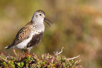 Komagvaer (Norwegen) - ssp. alpina