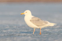 Barrow (Alaska)