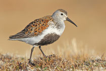 Barrow, Alaska (USA) - ssp. arcticola