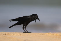 Negombo (Sri Lanka)
