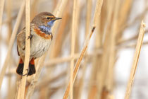 Döttingen (Schweiz)