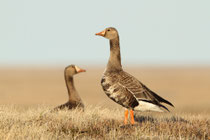 Barrow, Alaska (USA)