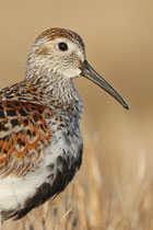 Barrow, Alaska (USA) - ssp. arcticola