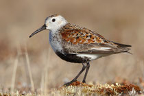 Barrow, Alaska (USA) - ssp. arcticola