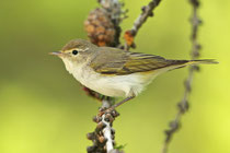 Berglaubsänger