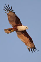 Kalametiya (Sri Lanka)