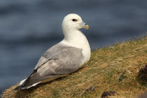 Eissturmvogel (Fulmarus glacialis) 