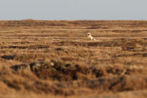 Barrow, Alaska (USA)