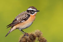 Braunkehlchen
