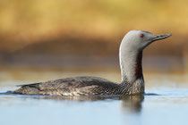 Flói (Island)