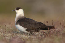 Snæfellsnes (Island)