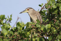Kalametiya (Sri Lanka)