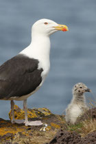 Snæfellsnes (Island)