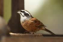 Wiesenammer