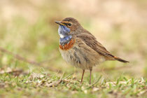 Döttingen (Schweiz)