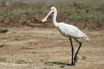 Kalametiya (Sri Lanka)
