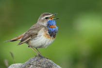 Val Piora (Schweiz)