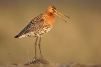 Thingvellir Nationalpark (Island) - Isländische Uferschnepfe (Limosa limosa islandica)