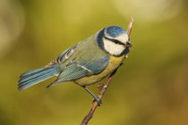 Blaumeise