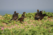 Negombo (Sri Lanka)