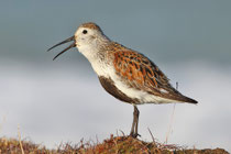 Barrow, Alaska (USA) - ssp. arcticola