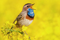 Weisssterniges Blaukehlchen