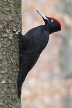 Schwarzspecht