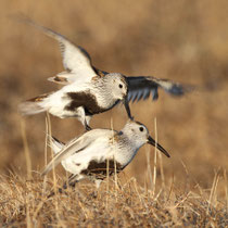 Barrow, Alaska (USA) - ssp. arcticola