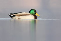 Greifensee (Schweiz)