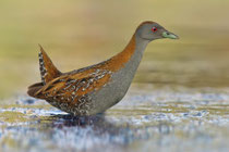 Zwergsumpfhuhn