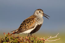 Komagvaer (Norwegen) - ssp. alpina